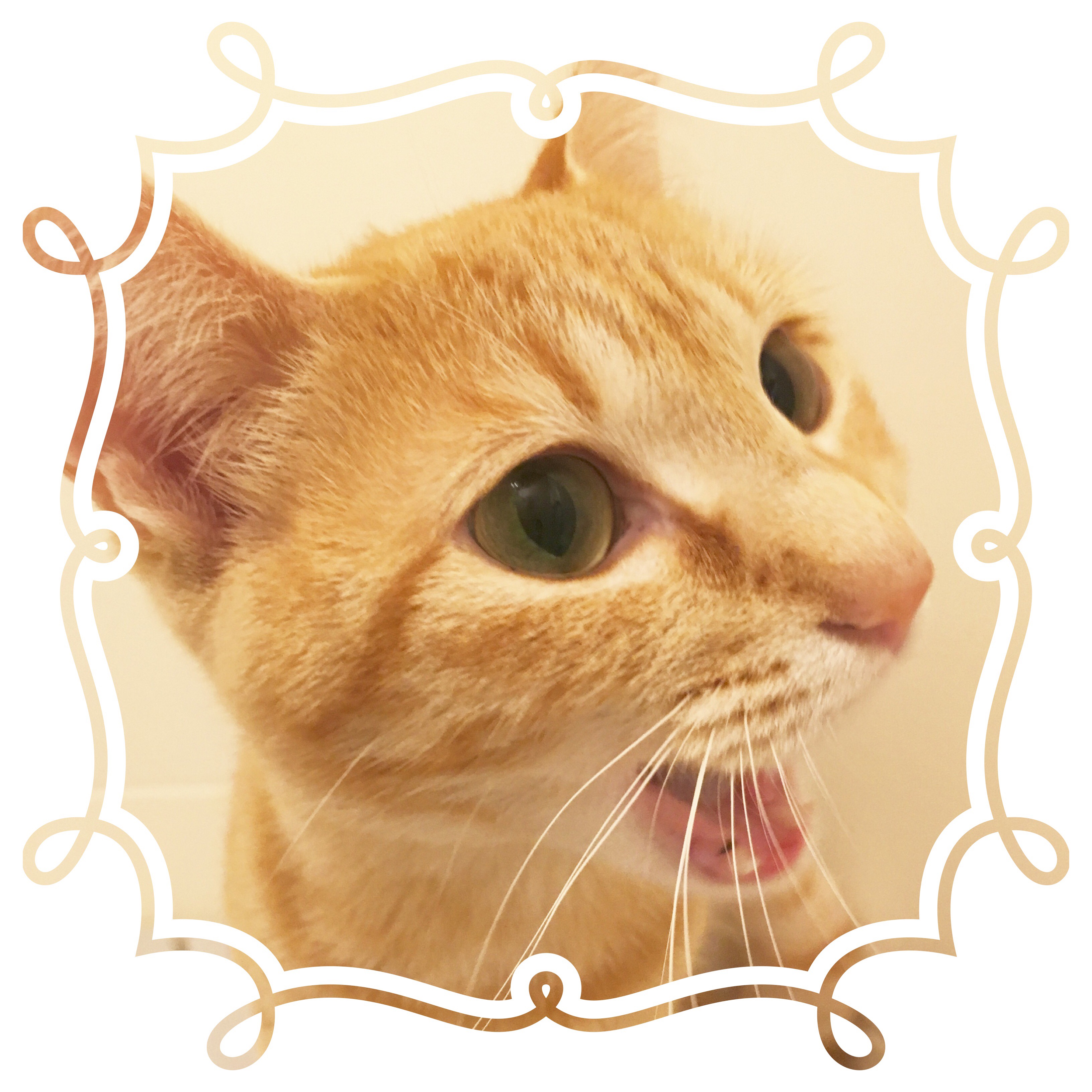 ラ様の愛猫「ちくわ」の顔写真