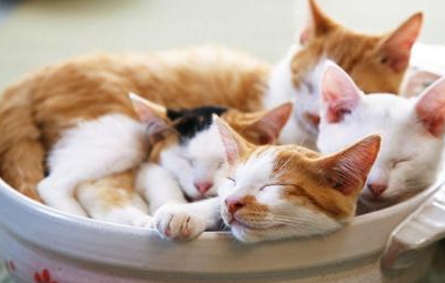 ４匹の猫が土鍋の中で寝ているの画像