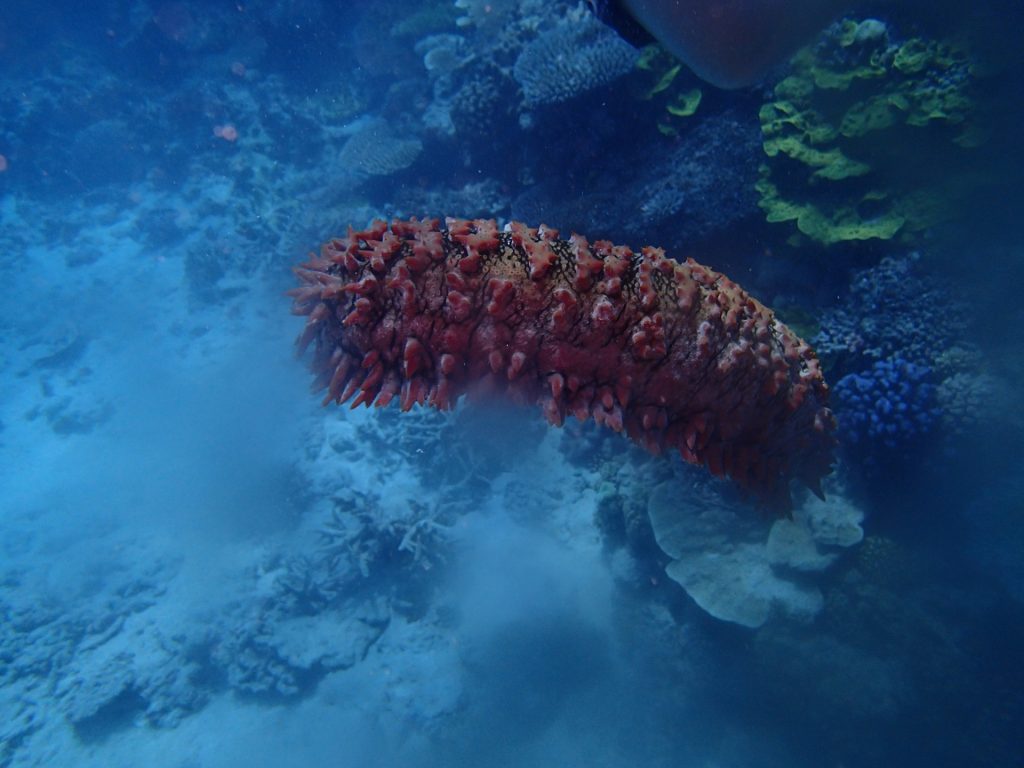 マレーシアの定番土産 海の生き物なまこの石鹸ってどんなもの