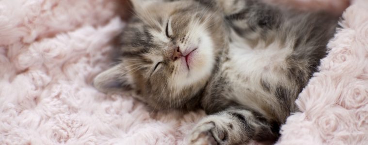 暖かい布団で眠りながら夢を見る猫のイメージ