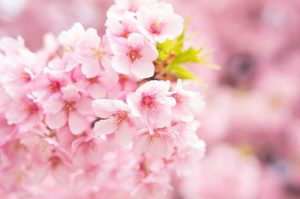 春の桜色
