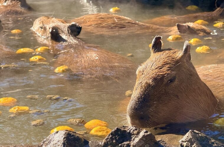 カピパラ　温泉