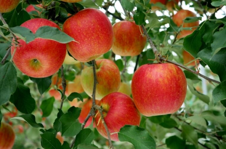 りんご ボディケア